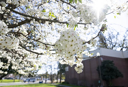 White Flowers