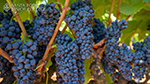 Grapes close-up