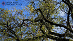 Santa Rosa campus oak trees