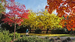 Santa Rosa campus fall colors