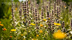 Lavender and poppies
