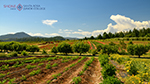 Shone Farm fields